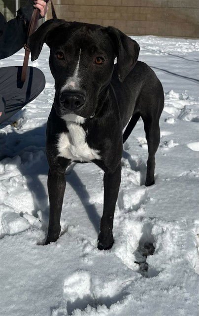 MAMMA - Pit Bull Terrier available for adoption