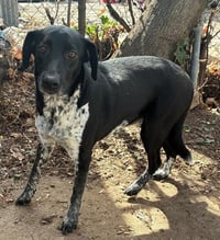 SMOKEY - Photo 1