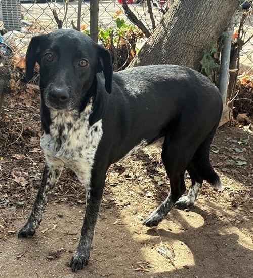 SMOKEY - Australian Shepherd available for adoption