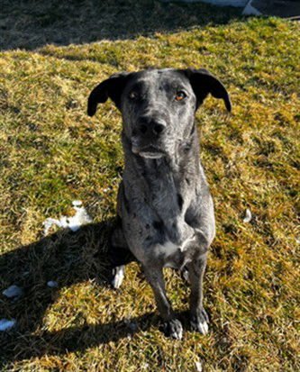 LUCYBELL - Catahoula Leopard Dog / Great Dane available for adoption