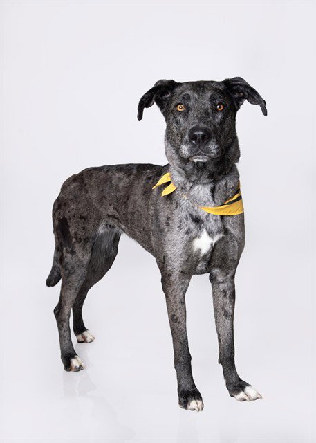 LUCYBELL - Catahoula Leopard Dog / Great Dane for adoption in Ogden