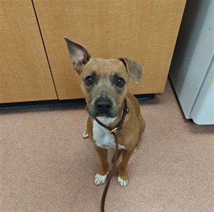 MOWGLI - Pit Bull Terrier available for adoption