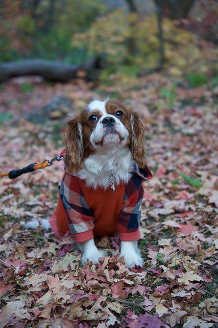 BEAN - Cocker Spaniel available for adoption