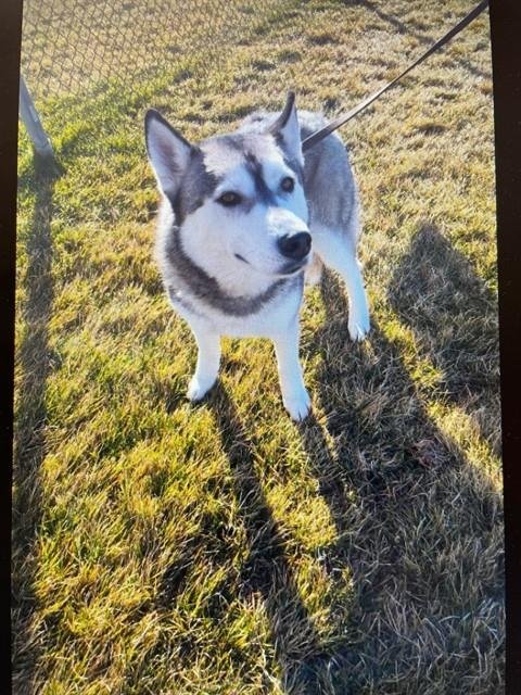 SPUD - Siberian Husky available for adoption