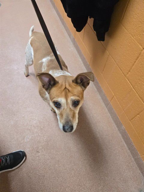 MAX - Australian Cattle Dog/Blue Heeler available for adoption