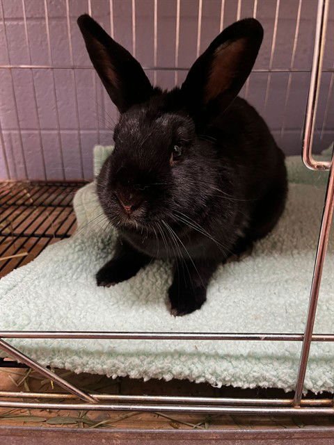 FIG - Shorthaired Rabbit available for adoption