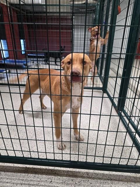 HICKORY - Pit Bull Terrier available for adoption