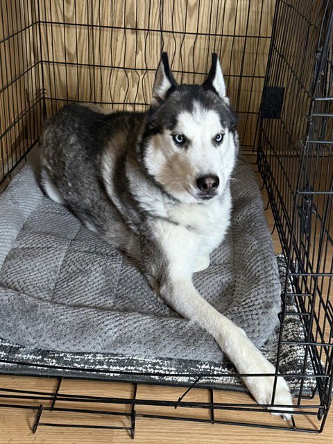 NEO - Siberian Husky available for adoption