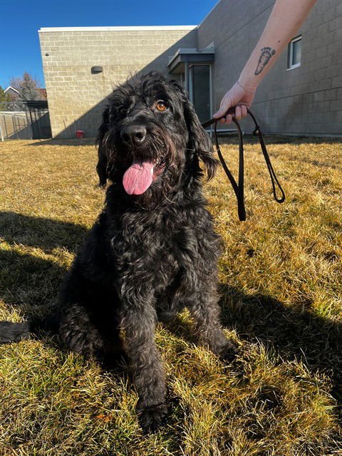 MORTICIA - Poodle (Standard) available for adoption