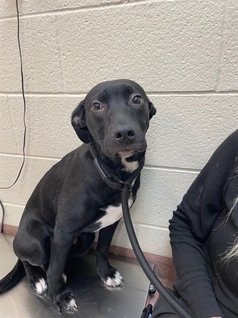 A233657 - Labrador Retriever available for adoption