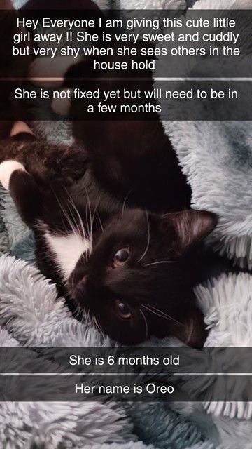 OREO - Domestic Short Hair available for adoption
