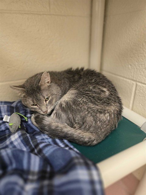 TURBO - Domestic Short Hair for adoption in Ogden