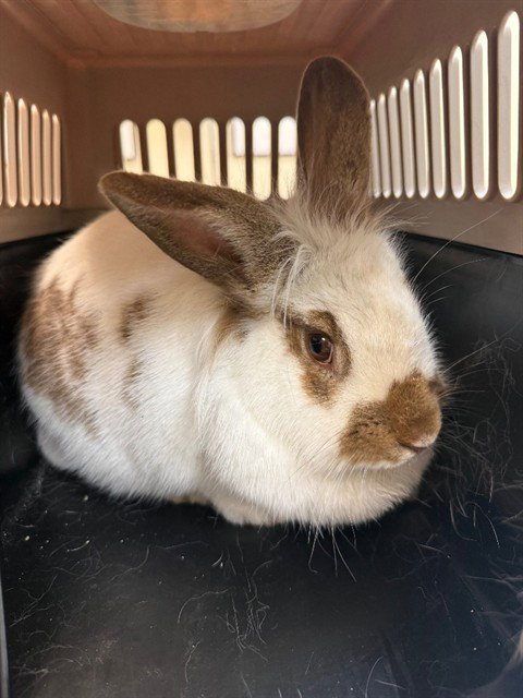 DUCKY - Shorthaired Rabbit available for adoption