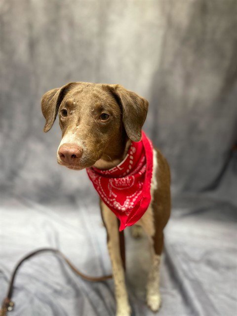 ROMAN - Australian Shepherd for adoption in Ogden