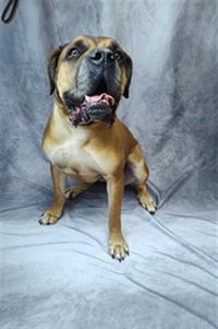 BELLA - Photo 1
