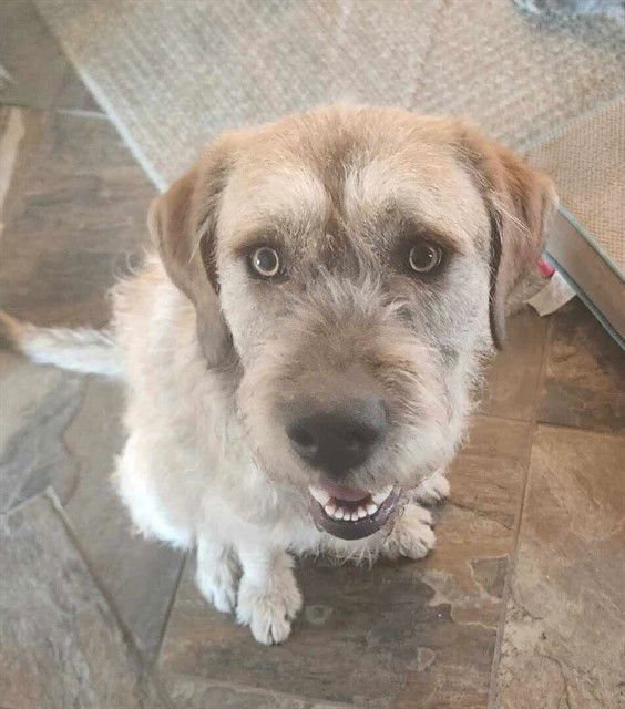 CECIL - Irish Wolfhound available for adoption