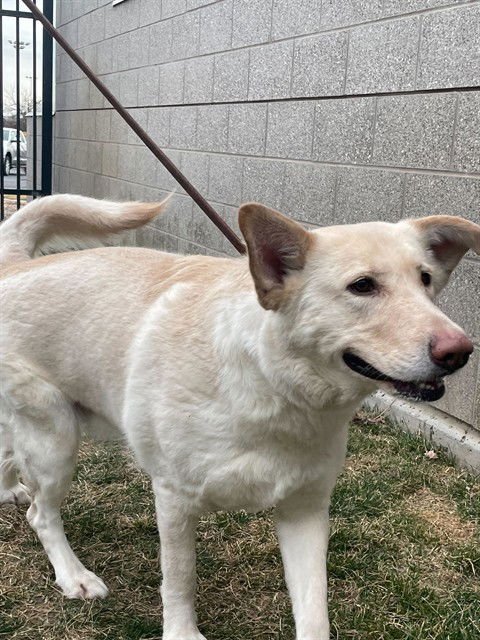 ELF - German Shepherd Dog available for adoption