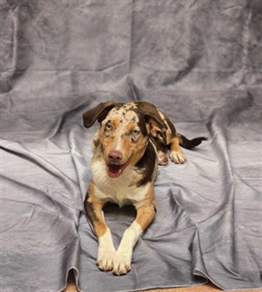 MOOSETRACKS - Australian Shepherd available for adoption