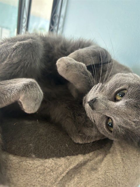 JADE - Russian Blue available for adoption