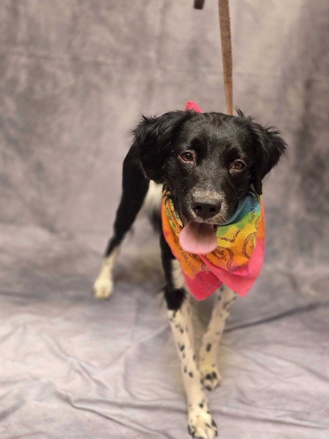 KISSY - Australian Shepherd available for adoption