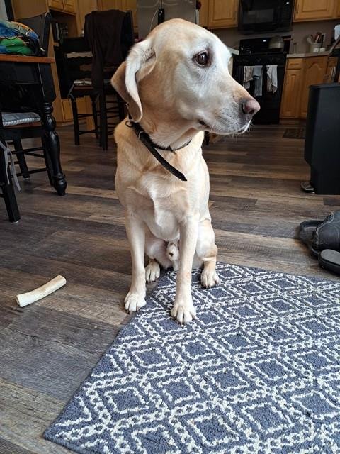 MAX - Labrador Retriever available for adoption