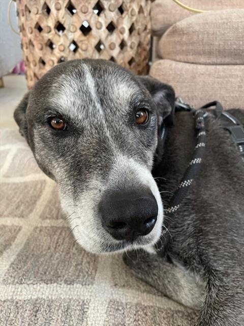 THEEO - Labrador Retriever available for adoption