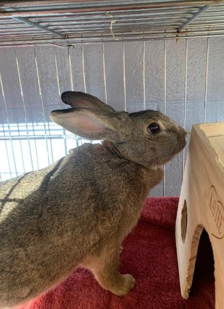 POKE - Shorthaired Rabbit available for adoption
