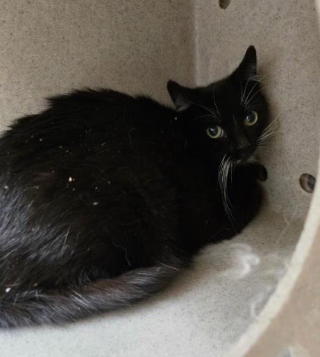 HUNNI - Domestic Short Hair for adoption in Ogden