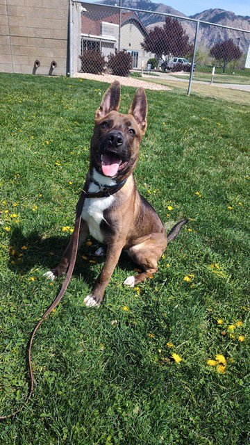 GOOSE - Belgian Shepherd Malinois for adoption in Ogden