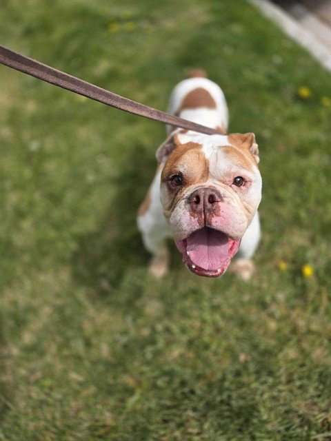 EARL - English Bulldog for adoption in Ogden