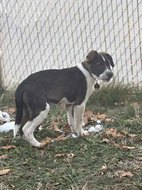 THOVEN - Labrador Retriever / Australian Shepherd available for adoption