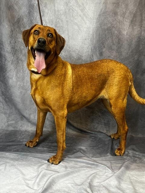 HEMI Image