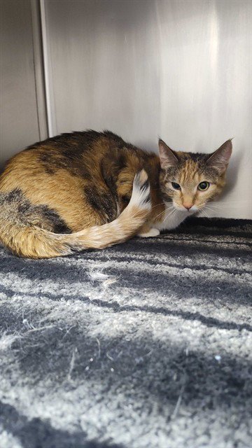 GYPSE - Domestic Short Hair available for adoption