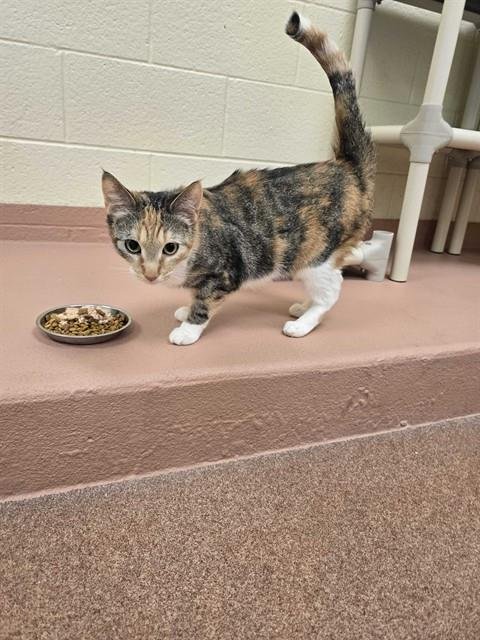 GYPSE - Domestic Short Hair for adoption in Ogden