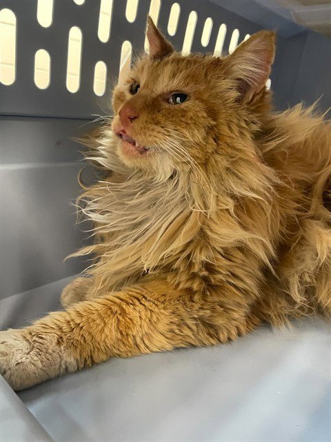 FROG - Domestic Long Hair for adoption in Ogden