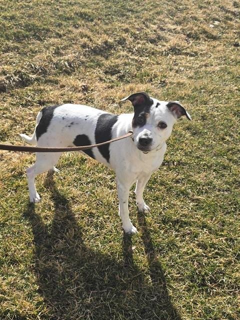 TASHA - Queensland Heeler for adoption in Ogden