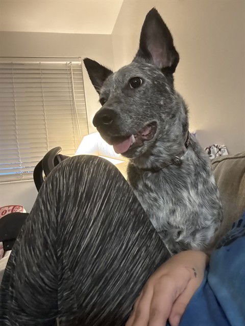 PORCHA - Queensland Heeler available for adoption