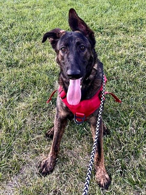 OMEN - German Shepherd Dog available for adoption