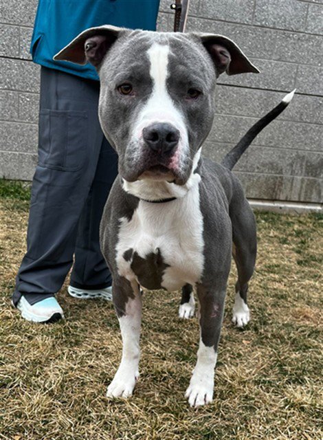 BUTTERBALL - Pit Bull Terrier for adoption in Ogden