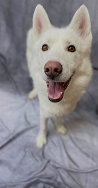 BOLT - Photo 1