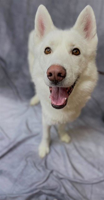 BOLT
