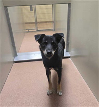 KNIGHT - Pomeranian / Siberian Husky available for adoption