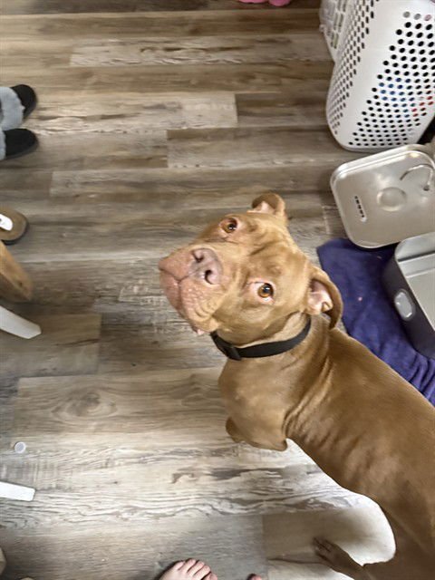 SKYE - Pit Bull Terrier available for adoption