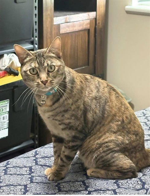 HOLLY - Domestic Short Hair available for adoption