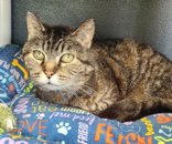 7081 LADY OLENA - Domestic Short Hair available for adoption