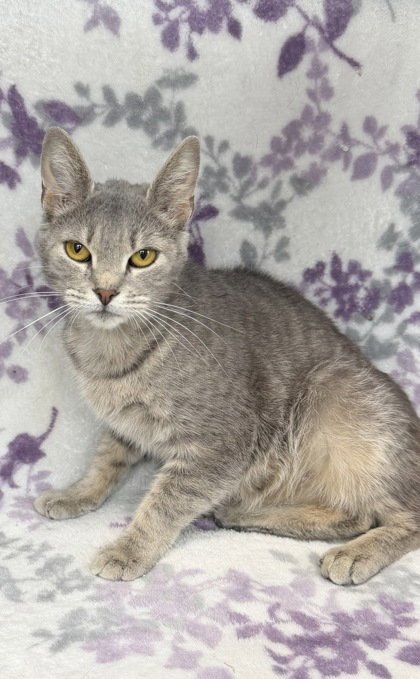 7003 (SKYLER) - Domestic Short Hair available for adoption