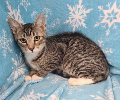 6859 (SCOUT) - Domestic Short Hair available for adoption