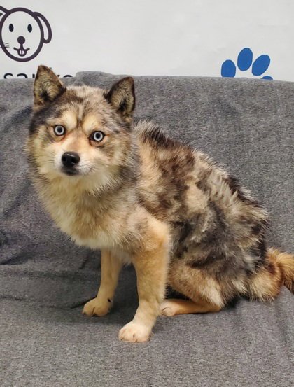 KENNY (6981) - Pomeranian / Husky available for adoption