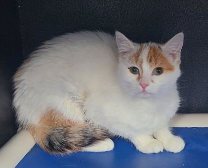 6862 (MILK) - Calico available for adoption