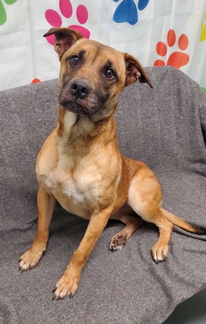 KIARA (6951) - Shepherd available for adoption